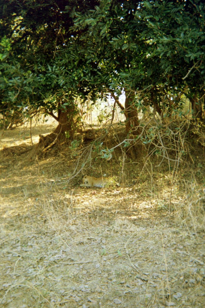 A leopard baths peacefully under a tree in zambia's south luangwa national park