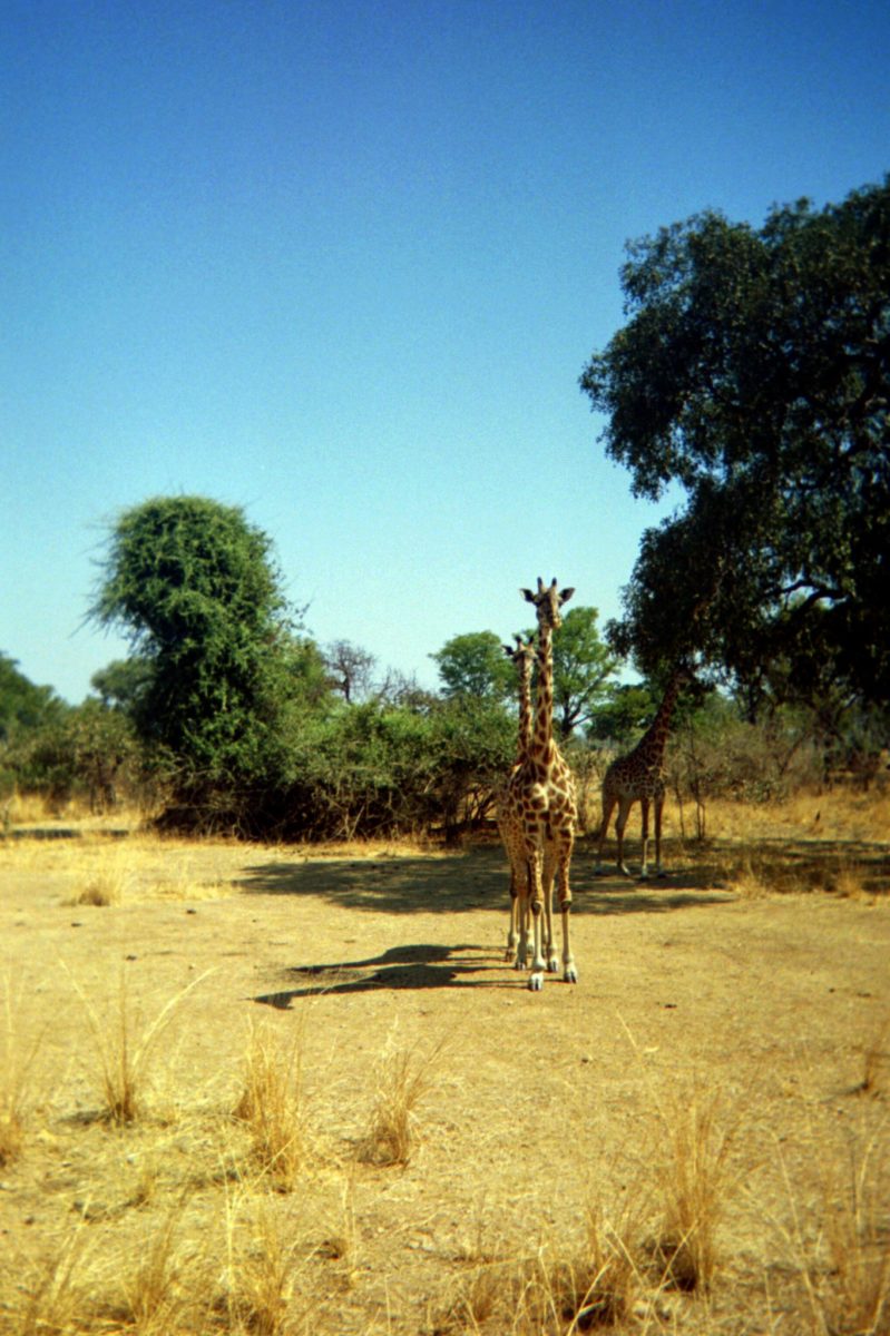 giraffes stand at attention in a field in zambia's south luangwa national park