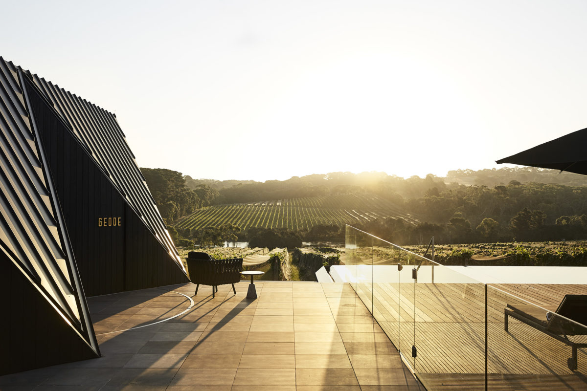 A view across the Jackalope's vineyard at Golden Hour.