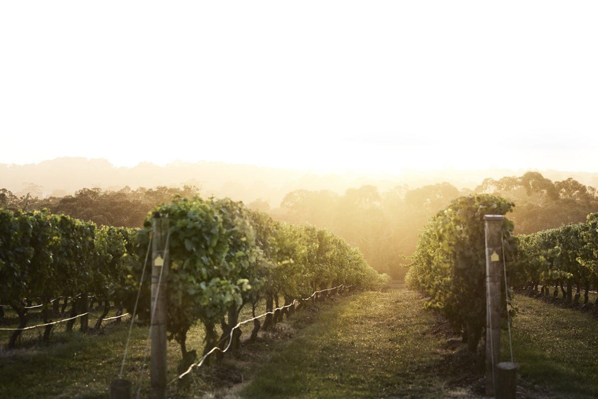 A misty vineyard at Golden Hour.