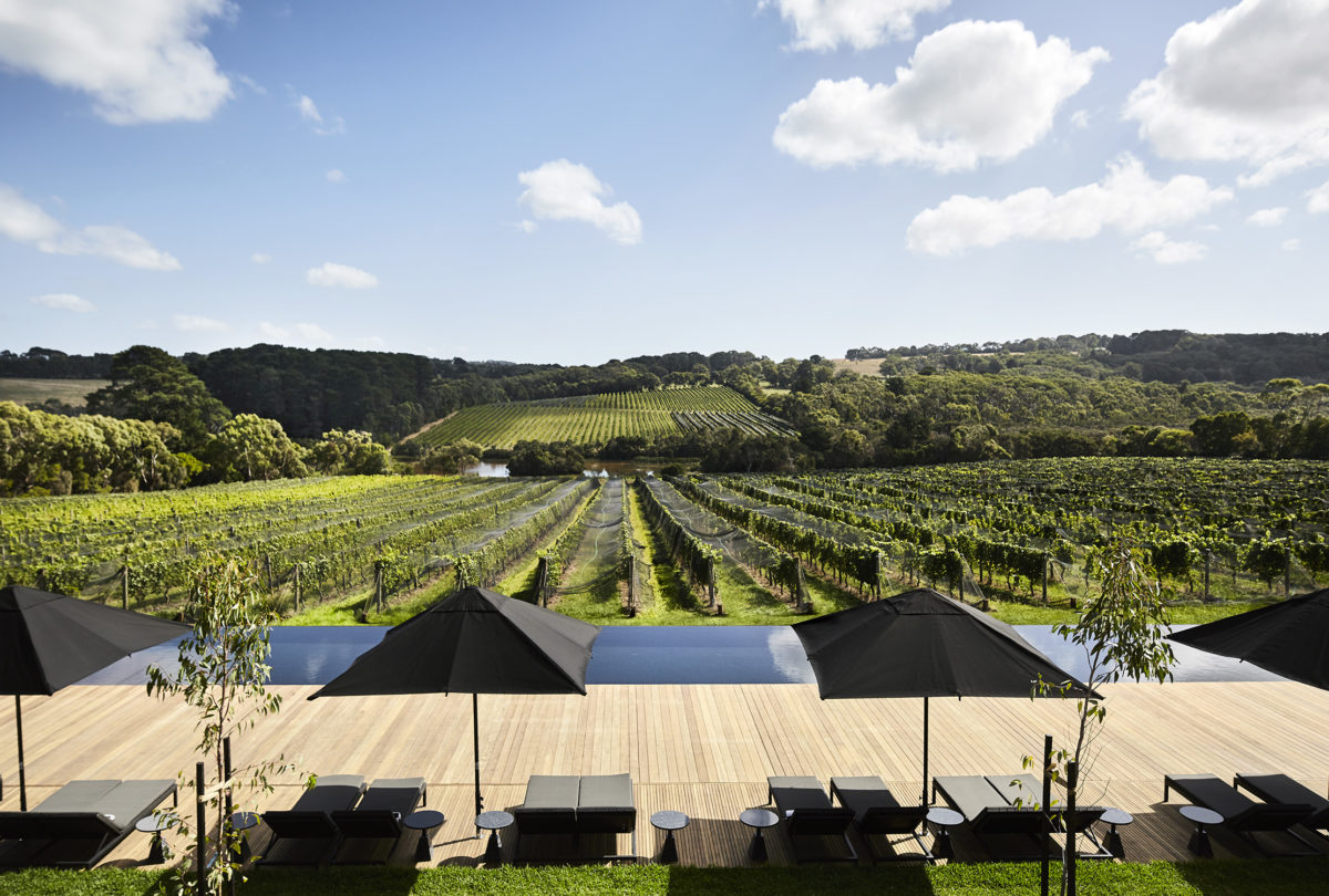 A view of the green vineyard from the deck at the Jackalope.