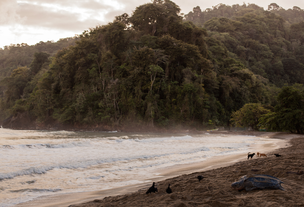 A foggy beach with a dense jungle in the background