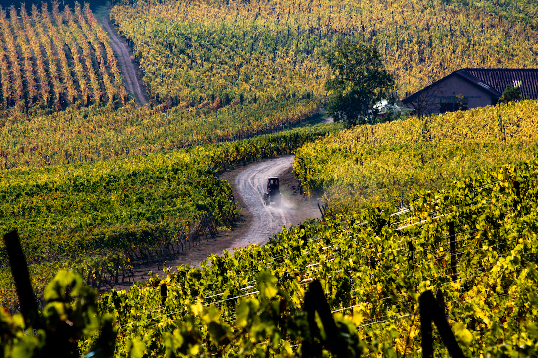 A gray concrete road winds through the vines of a green vineyard