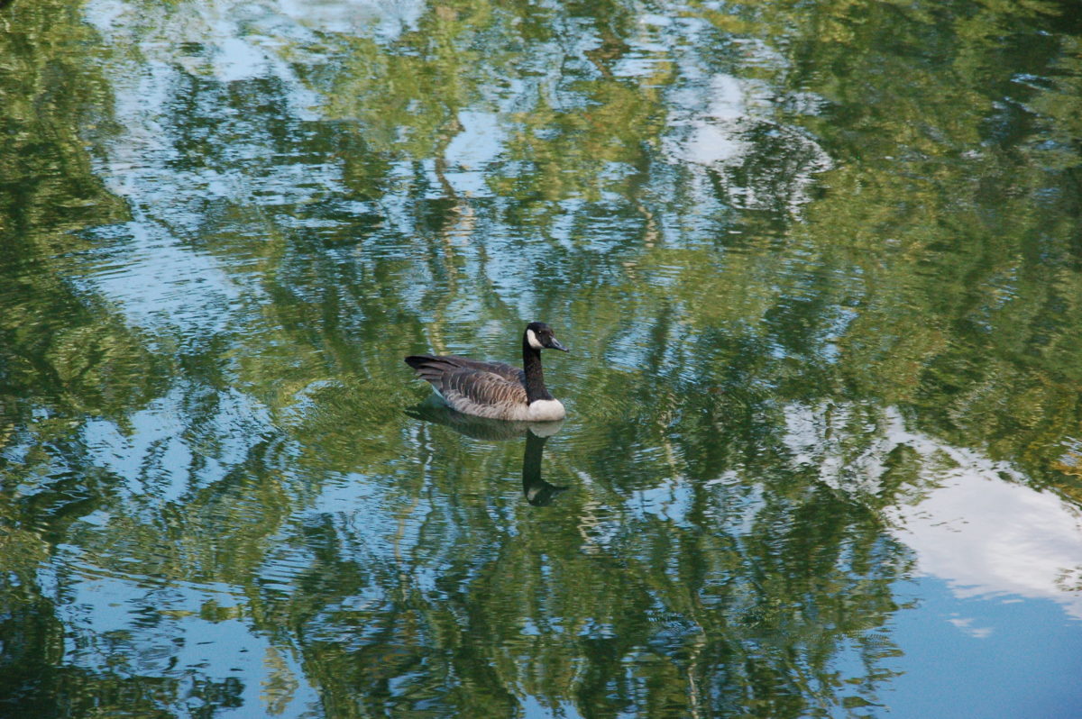 duck in a pond reflecting trees