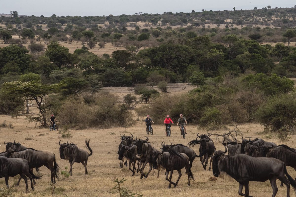 people riding bikes toward wildebeests in a savanna