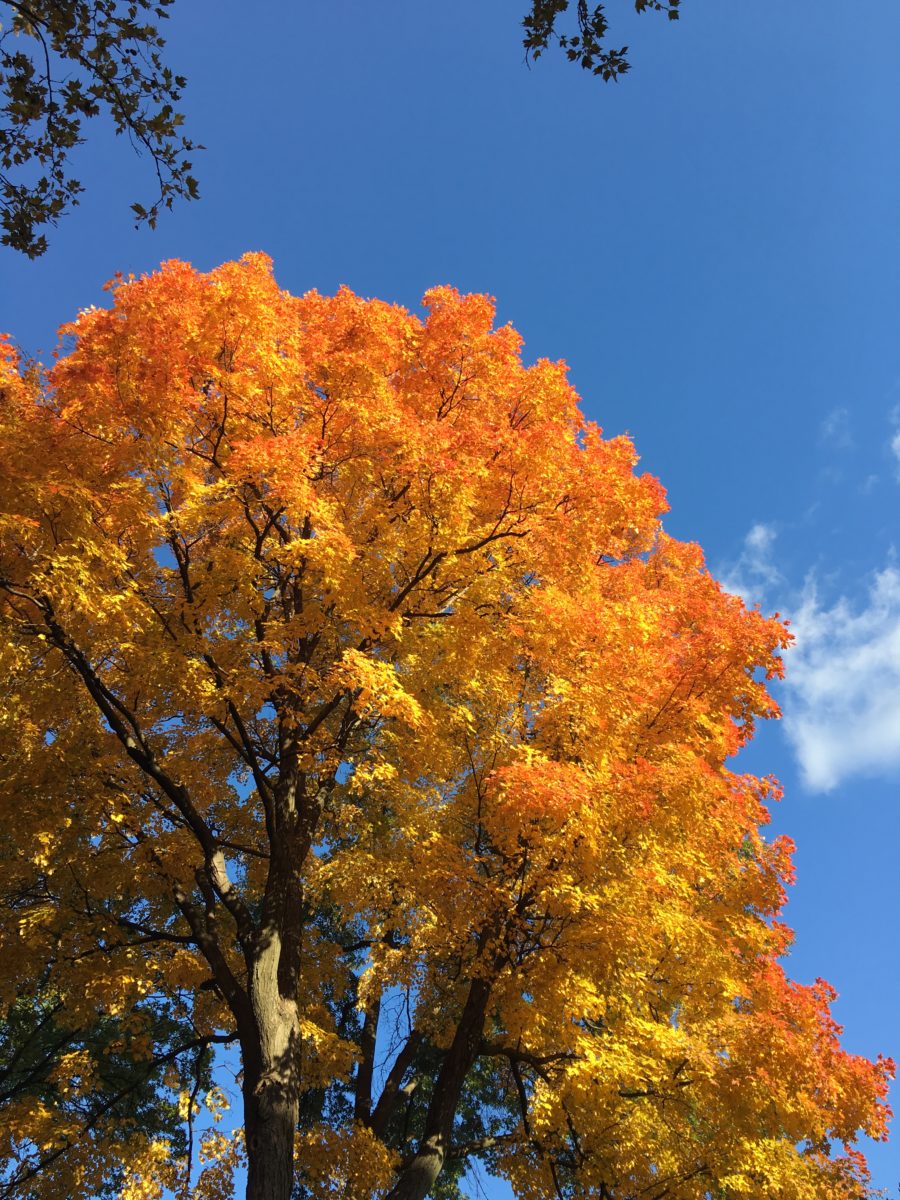 bright fall foliage