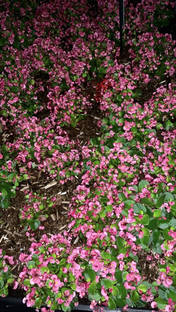 bed of pink flowers