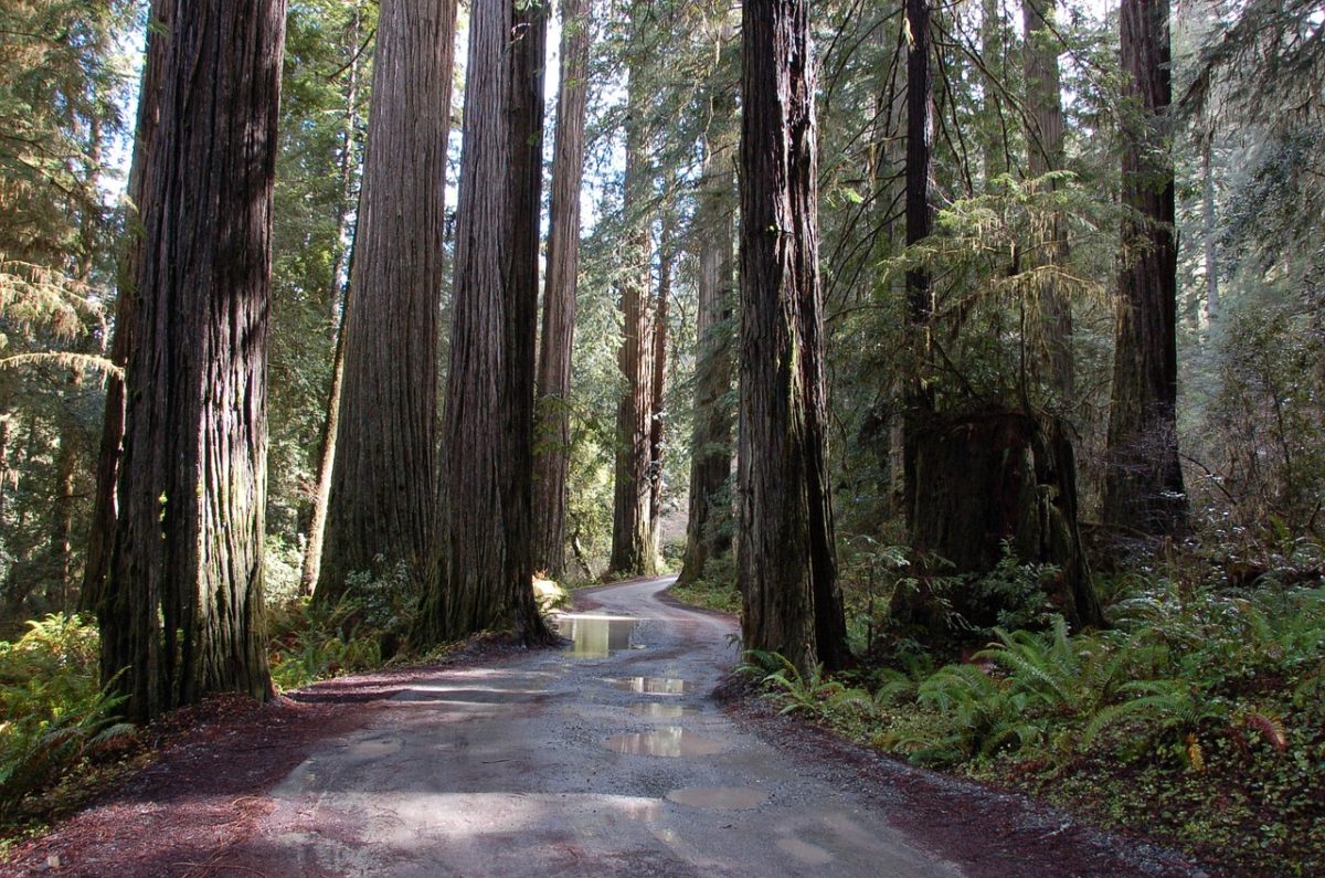 a winding road leading through a forest