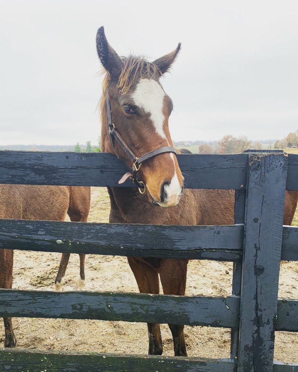 colt thoroughbred peering over a wooden fence