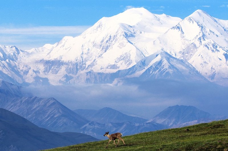 a deer in a field in front of a snowy mountain