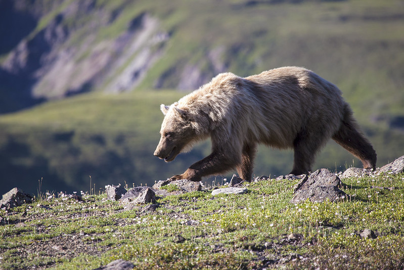 a bear in a field