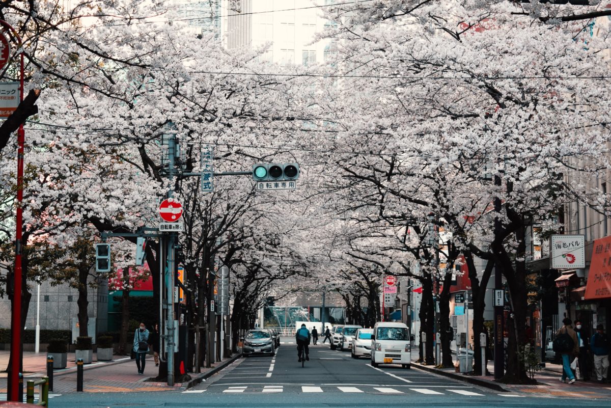 a city street surrounded by sakura trees