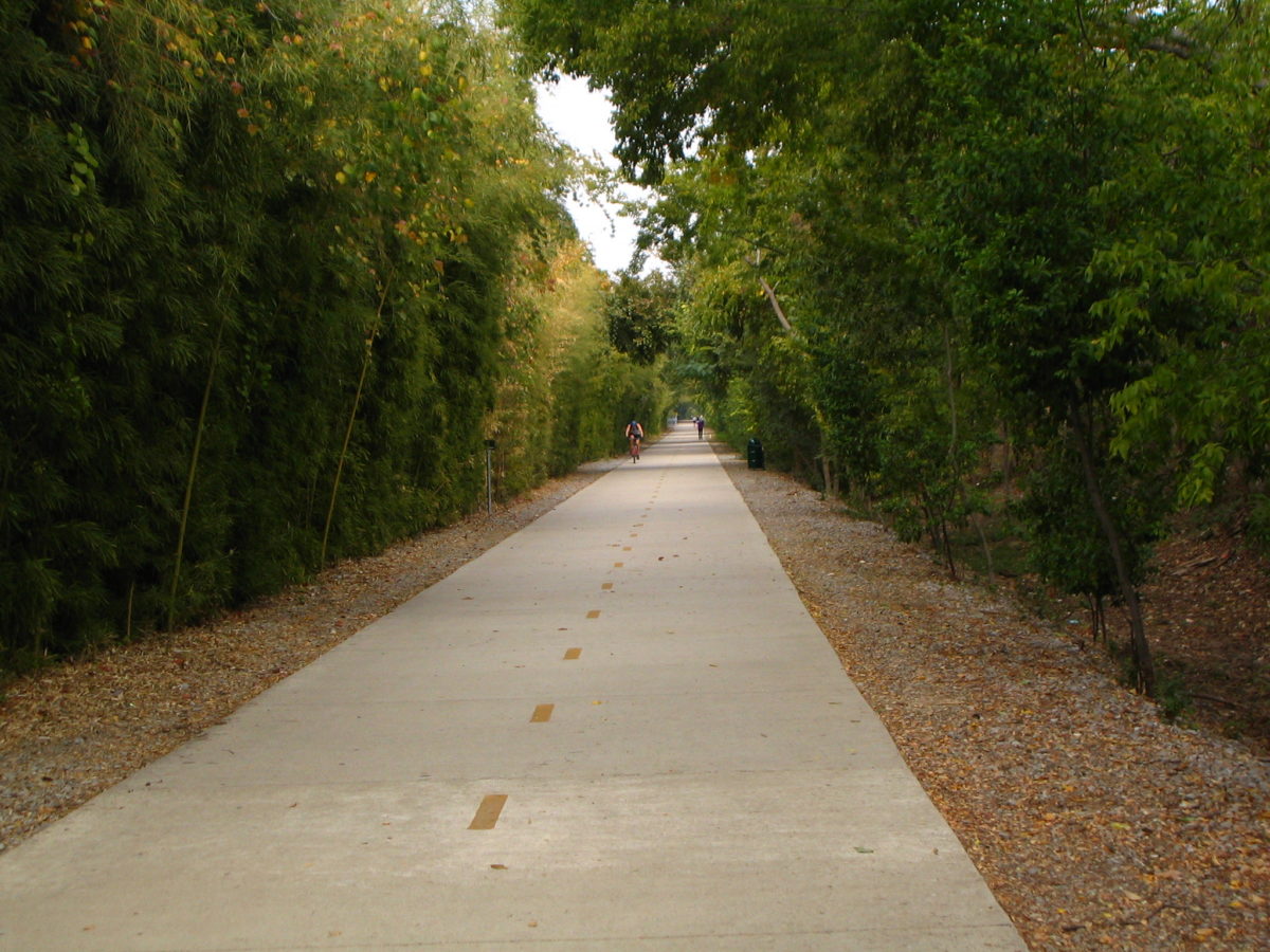 bike trail through thick trees