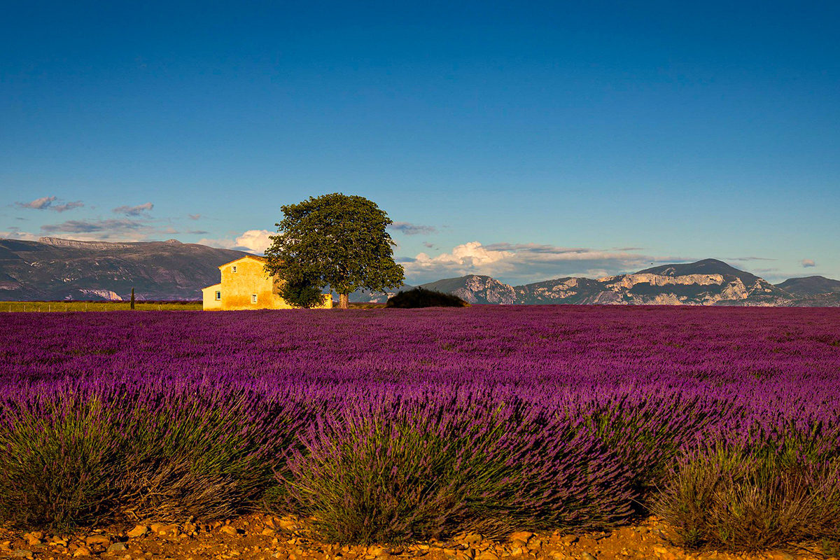 a house and tree in a field of lavender