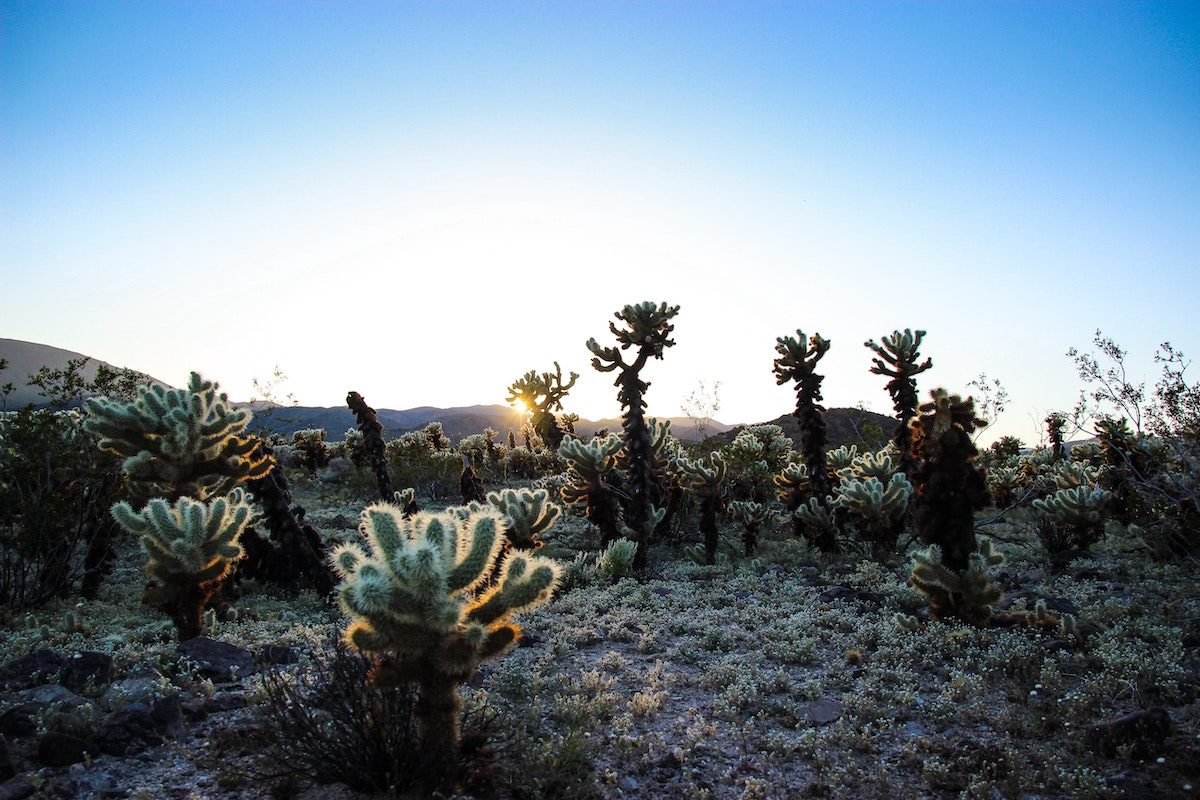 Joshua Tree lanscape at dusk