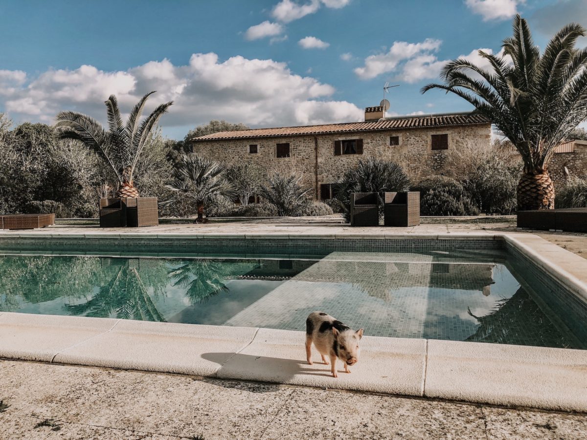 a pig in front of a villa pool