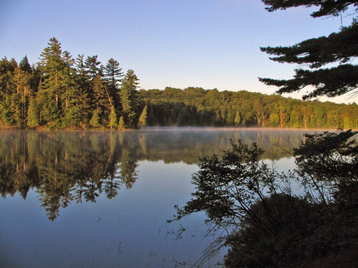 a lake in a forest