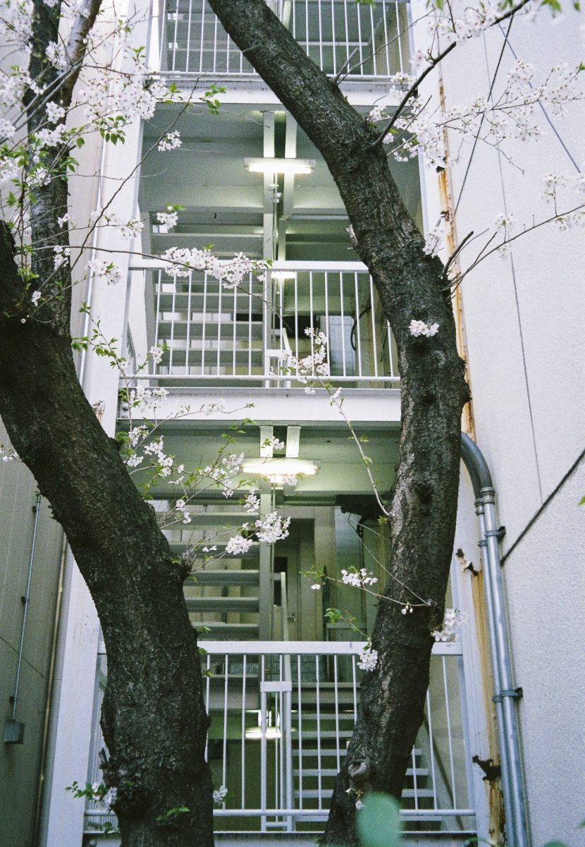 a cherry blossom tree outside an apartment complex