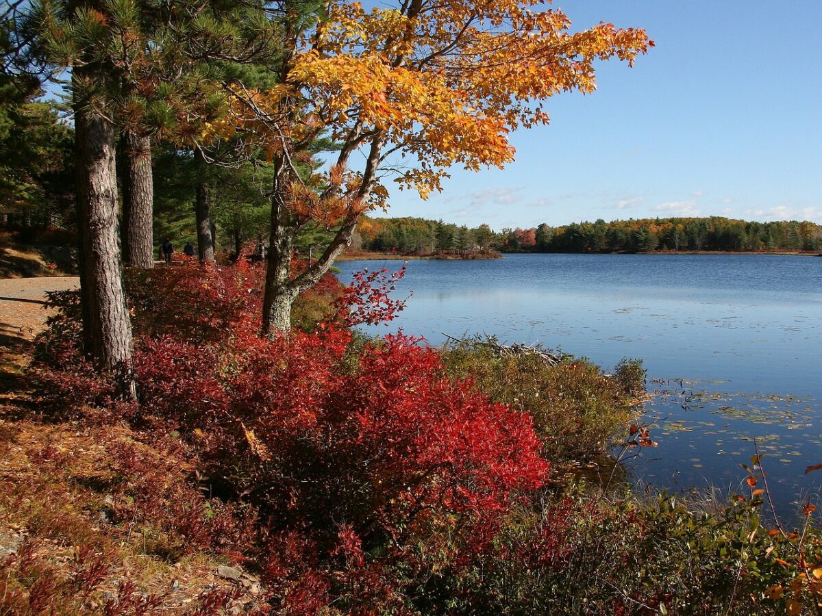 fall trees surrounding a lake