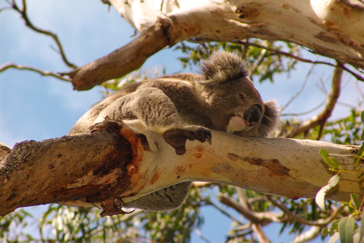 a koala in a tree