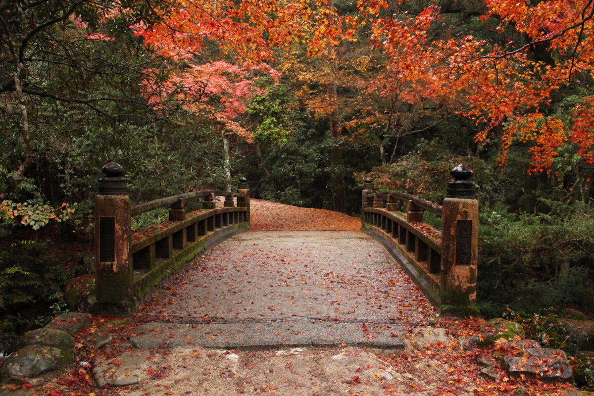 a bridge in autumn