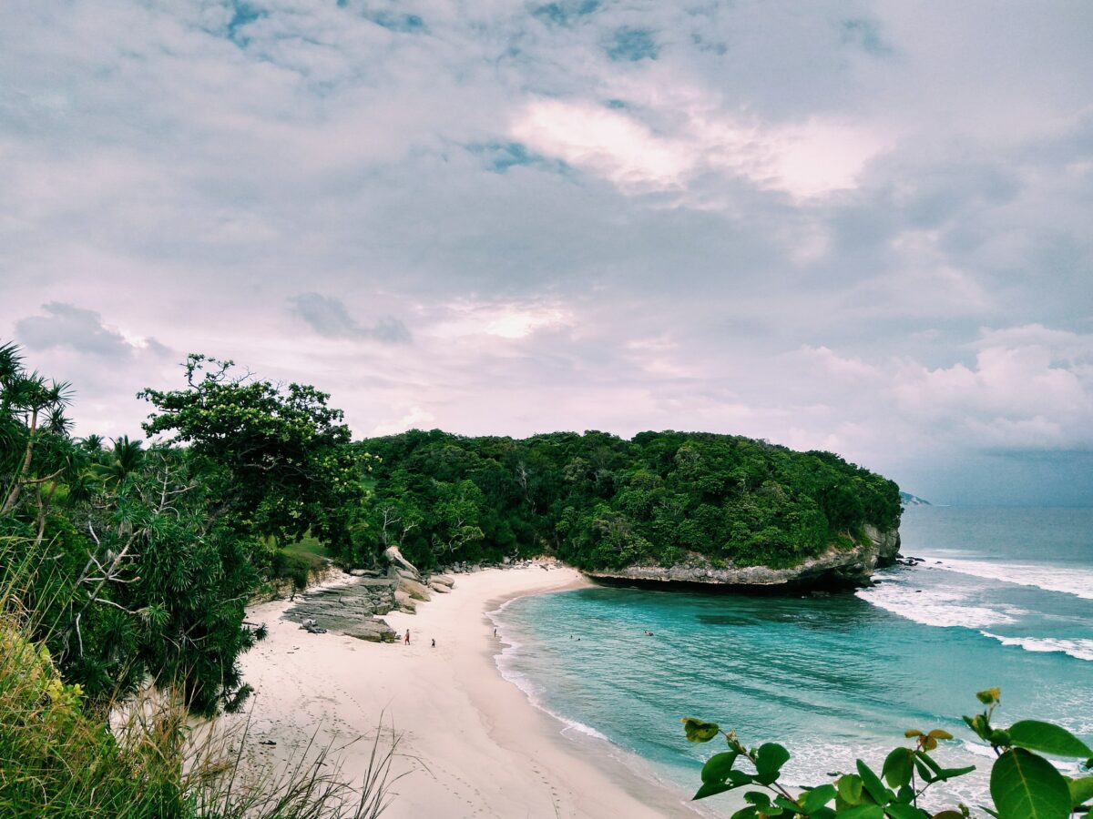 a beach and jungle